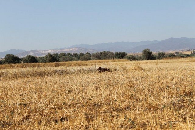 Αγωνες Α.Κ.Ι 11/6/2017